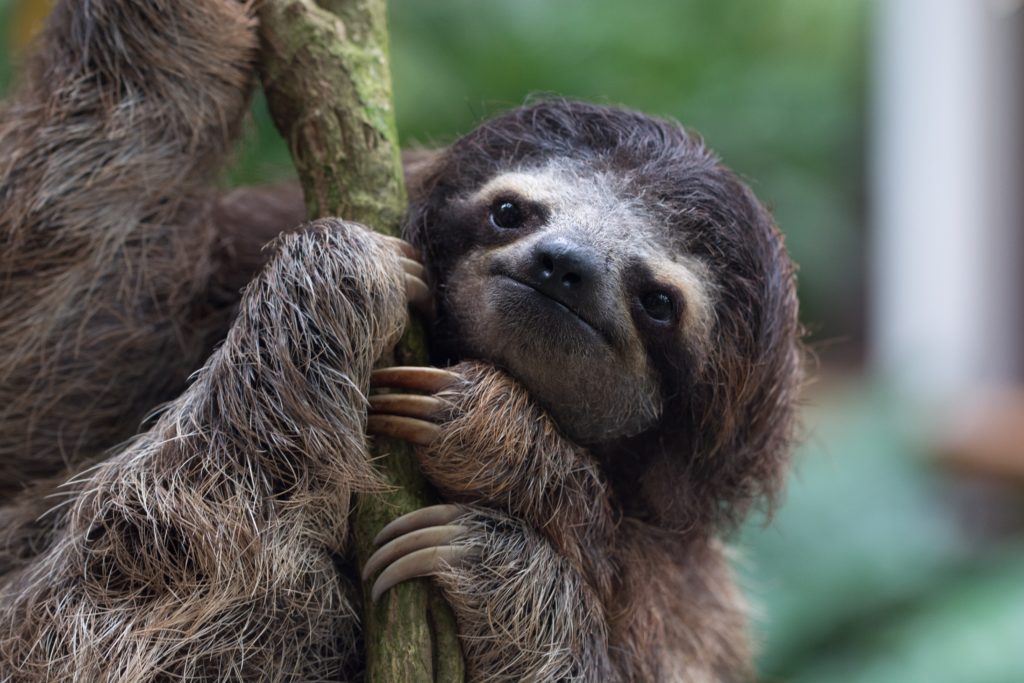 sloth hanging from tree