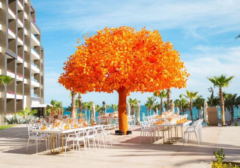 Garza Blanca Los Cabos-Orange-Tree-01(HD)